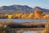 Bosque del Apache_72709